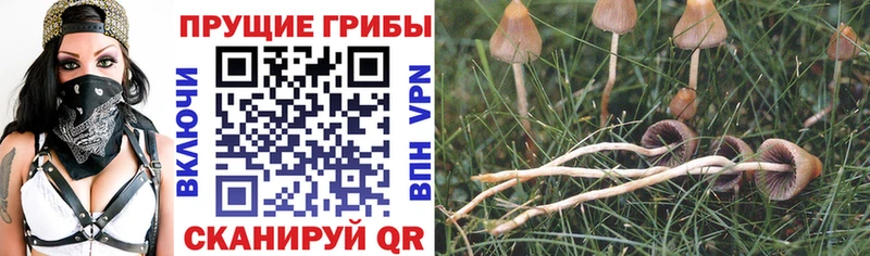 Галлюциногенные грибы Cubensis  Шуя 